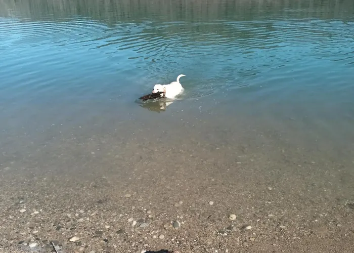 Nepo - 4 Apartament Peratschitzen