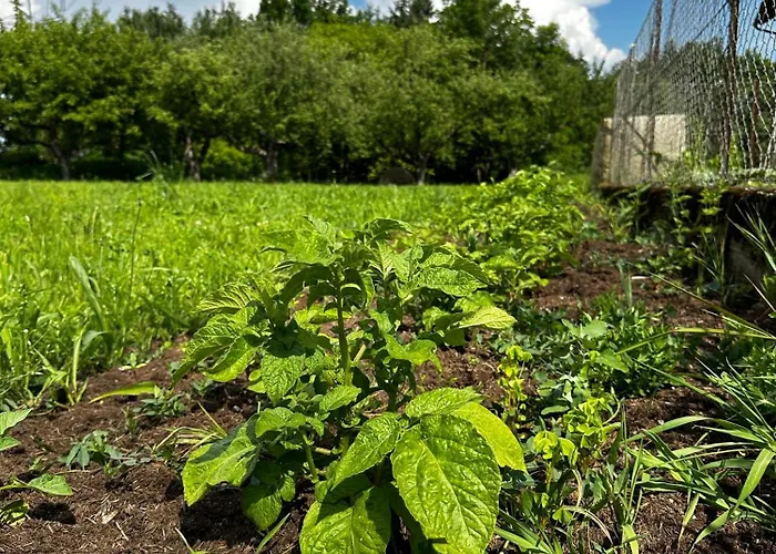 Nepo - 4 * Peratschitzen